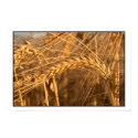 Wheat 3 posters