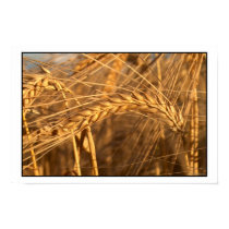 Wheat 3 posters by photomorgana Wheat 3 posters