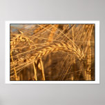 Wheat 3 posters