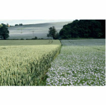 Wheat and linseed crop field, Worcestershire, U.K. Photo Cutout