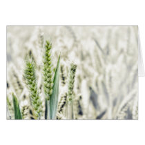 Wheat Field Cards cards