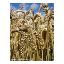 Wheat Field, Kentish Farmland posters
