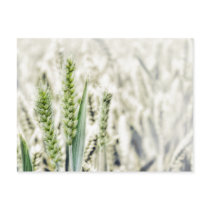 Wheat Field Postcard postcards