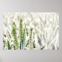 Wheat Field Print