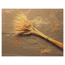 Wheat flyers by GPArkive Wheat flyers