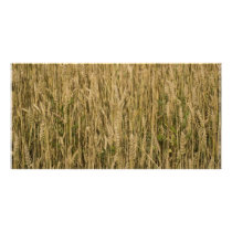 wheat photo cards