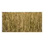 wheat photo card template
