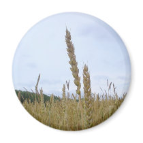 Wheat Plant magnets by lifesphere Wheat Plant magnets