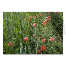 wheat&poppies greeting cards