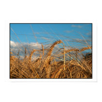 Wheat posters by photomorgana Wheat posters