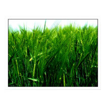 Wheat posters by photomorgana Wheat posters