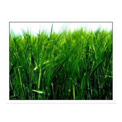 Wheat Poster by photomorgana