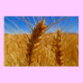 Wheat