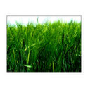 Wheat posters by photomorgana Wheat posters