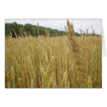 Wheat Seed Card