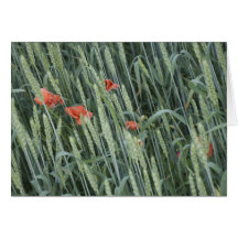 wheat stripes_1 greeting card
