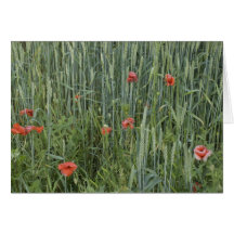 wheat stripes card
