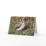 "Wheatear" Cards