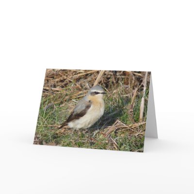 "Wheatear" Cards by MaryMcandrew