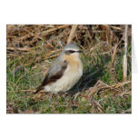 "Wheatear" Cards