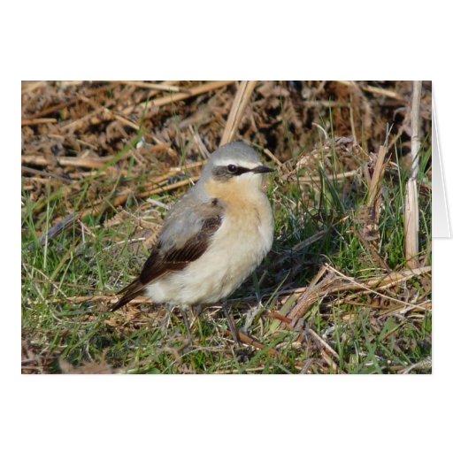 "Wheatear" Cards