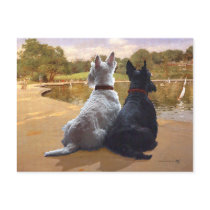 Wheaten & Black Scottish Terriers Post Cards