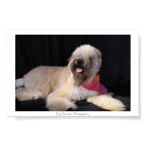 Wheaten Terrier posters