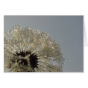 Wheel of droplets cards by Rainmountain Wheel of droplets cards