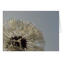 Wheel of droplets cards by Rainmountain Wheel of droplets cards