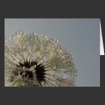 Wheel of droplets - Dandelion with droplets cards