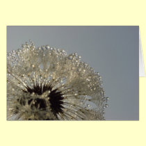 Wheel of droplets - Dandelion with droplets cards
