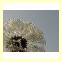 Wheel of droplets - Dandelion with droplets posters