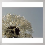 Wheel of droplets - Dandelion with droplets Print