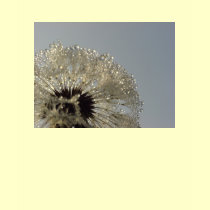 Wheel of droplets - Dandelion with droplets t-shirts