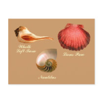 Whelk Left Turn, Nautilus, Lions Paw postcards by roimim Whelk Left Turn, Nautilus, Lions Paw postcards