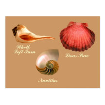 Whelk Left Turn,  Nautilus, Lions Paw Postcard