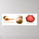 Whelk Left Turn,  Nautilus, Lions Paw posters