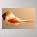 Whelk Left Turn posters