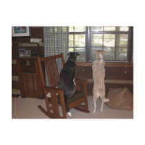 When is Master coming home? Veterinary Reminder postcards by katie37 When is Master coming home? Veterinary Reminder postcards