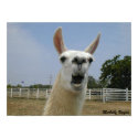 When Llamas Attack posters