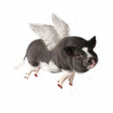 When Pigs Fly photo sculptures