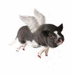 When Pigs Fly