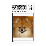 When Pomeranians Smile postage