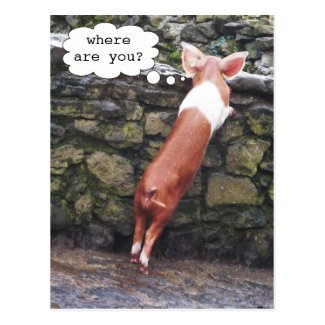 Where are You? Funny Pig Photo Postcards