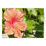 Where flowers bloom so does hope. cards