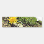 Where Have All The Flowers Gone? Bumper Stickers