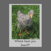 Where have you been?? Post card postcards by lorale Where have you been?? Post card postcards