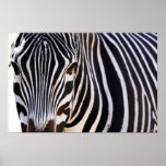 Where Is The Zebra Poster