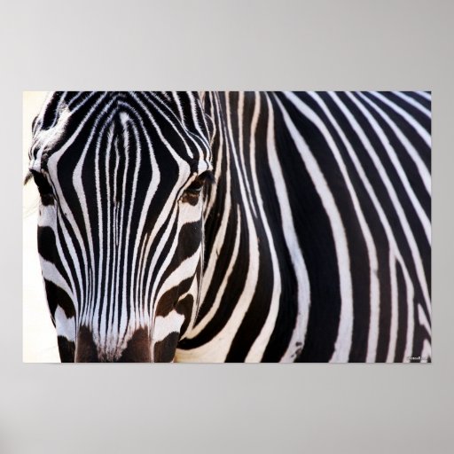 Where Is The Zebra Poster