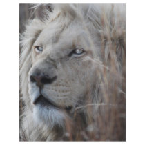 Where Lions Rest flyers
